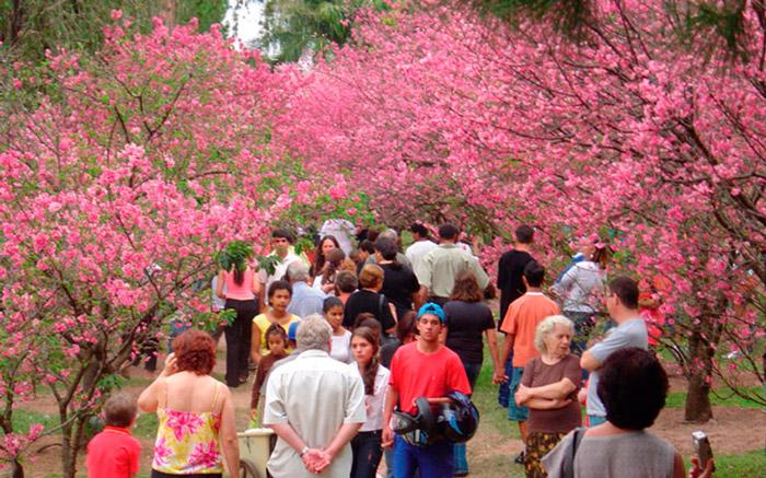 Pessoas caminham em meio às cerejeiras da cidade de Garça (SP)