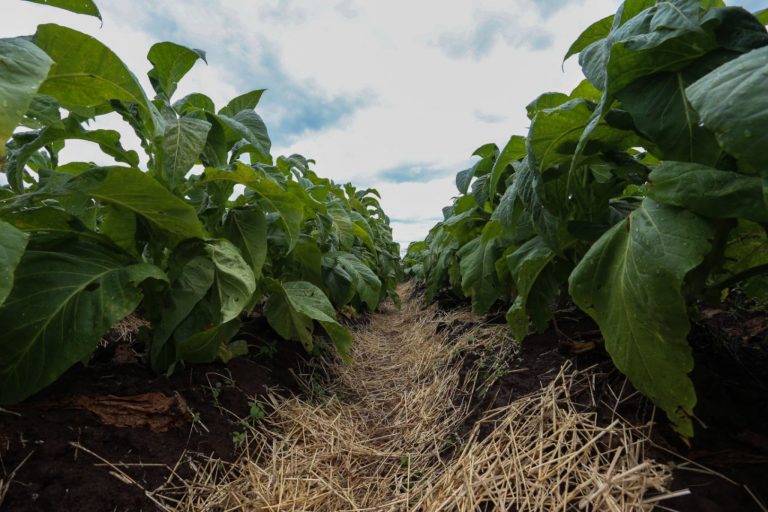 Plantação de tabaco
