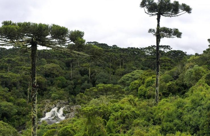 Vista aérea de uma floresta