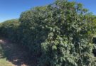 Temporais castigam cafezais e produtores aceleram colheita para salvar a safra no interior de SP