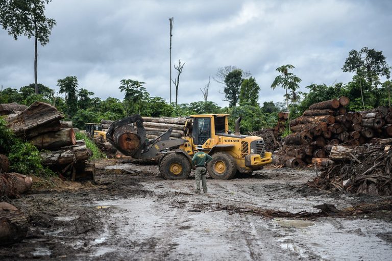Direitos humanos e minorias - índio - desmatamento em terras Indígenas - Ibama apreende 7.387 toras extraídas ilegalmente da Terra Indígena Pirititi, em Roraima, em 2018