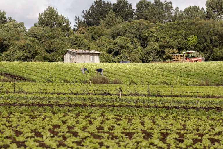 Agricultores trabalhando na propriedade rural